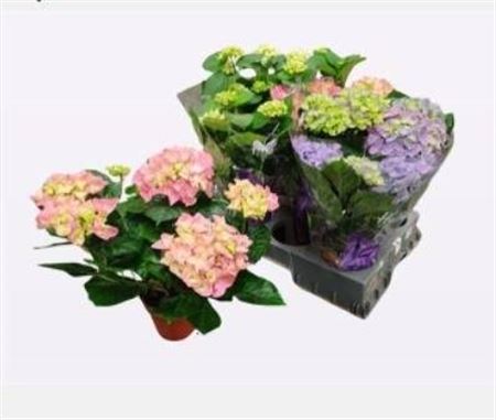 Горшечные цветы и растения оптом Hydr M Gem 7+ от 5шт из Голландии с доставкой по России