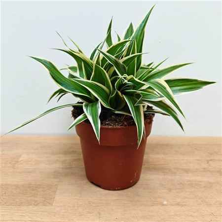 Горшечные цветы и растения оптом Chlorophytum Irish от 10шт из Голландии с доставкой по России