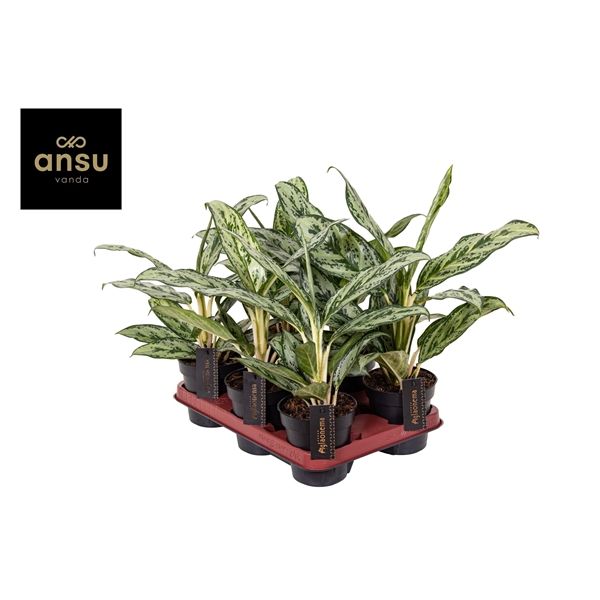 Горшечные цветы и растения оптом Aglaonema Laurel Green от 6шт из Голландии с доставкой по России