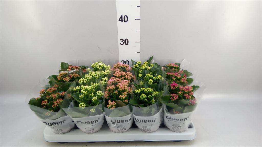 Горшечные цветы и растения оптом Kalanchoe Blos. ..rosebud Mix 5 от 15шт (для телеги) из Голландии с доставкой по России