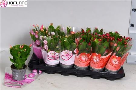 Горшечные цветы и растения оптом Schlumbergera Mix 25+ от 18шт (для телеги) из Голландии с доставкой по России