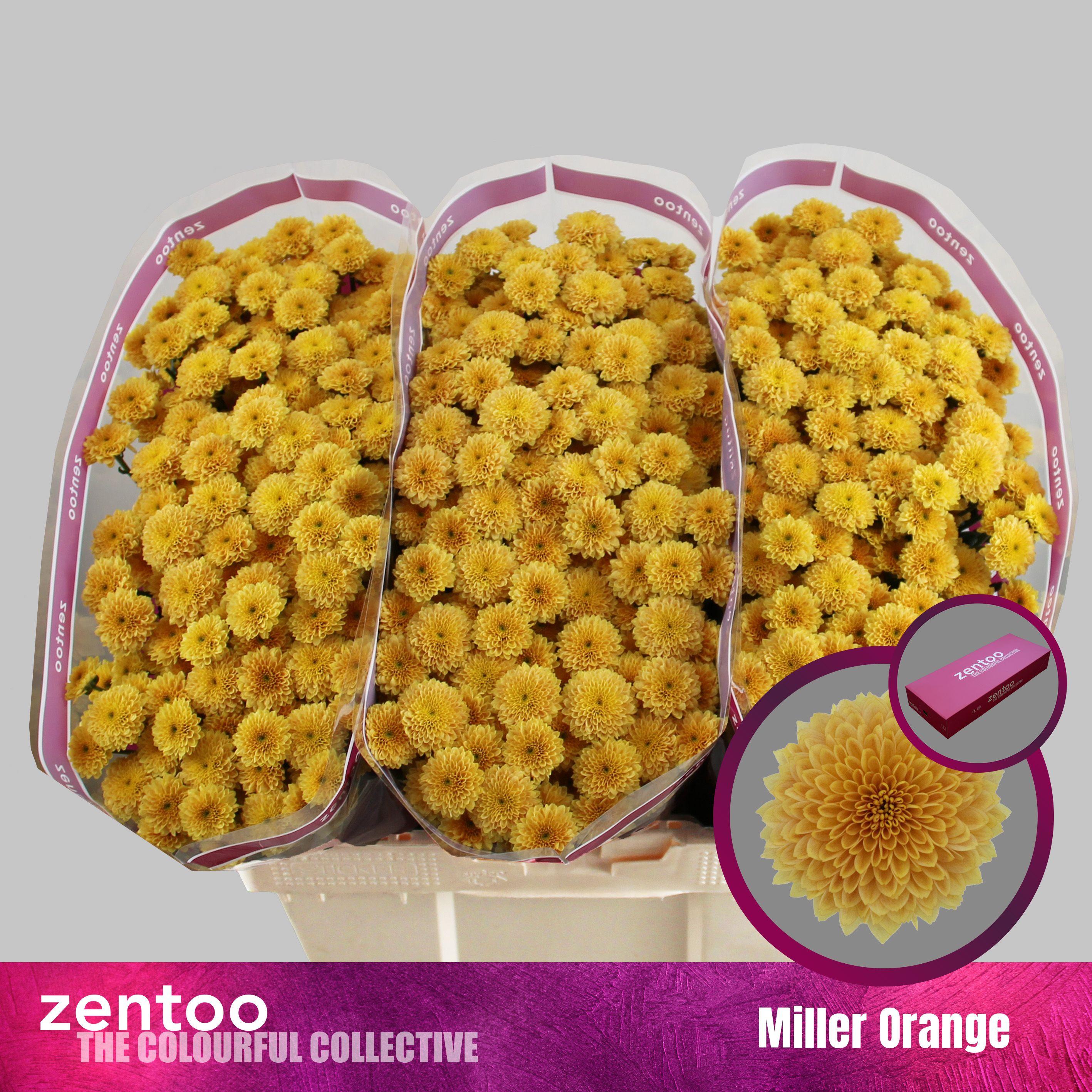 Срезанные цветы оптом Chrys sa miller orange от 75шт из Голландии с доставкой по России Срезанные цветы оптом Chrys sa miller orange от 75шт из Голландии с доставкой по России