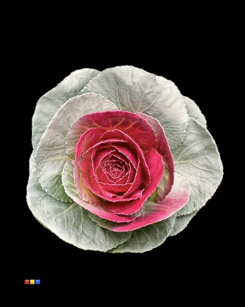 Срезанные цветы оптом Brassica paint white + cerise eye от 20шт из Голландии с доставкой по России