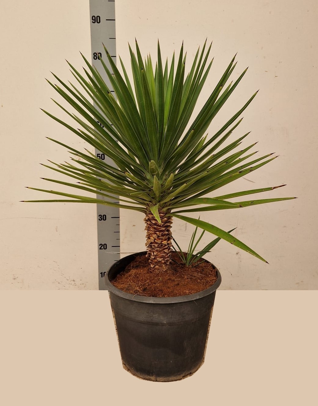 Горшечные цветы и растения оптом Yucca от 1шт из Голландии с доставкой по России