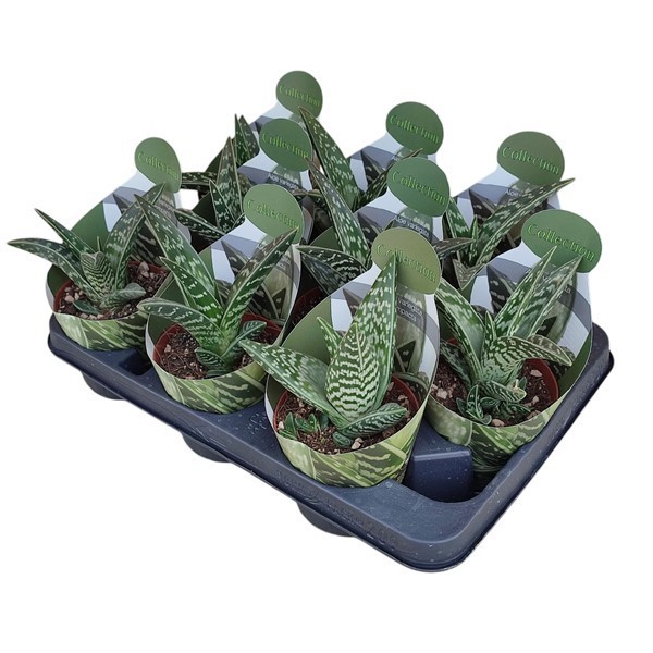 Горшечные цветы и растения оптом Aloe Variegata Compacta Potcover от 9шт из Голландии с доставкой по России