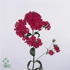 Срезанные цветы оптом Dianthus br amazon neon cherry от 50шт из Голландии с доставкой по России