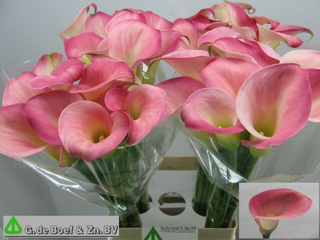 Срезанные цветы оптом Zantedeschia candy dream от 30шт из Голландии с доставкой по России