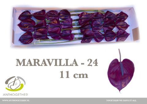 Срезанные цветы оптом Anthurium maravilla от 24шт. из Голландии с доставкой по России