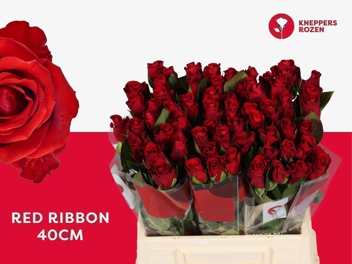 Срезанные цветы оптом Rosa large red ribbon от 50шт из Голландии с доставкой по России