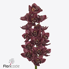 Срезанные цветы оптом Cymbidium red blazing khan amaro от 8шт из Голландии с доставкой по России