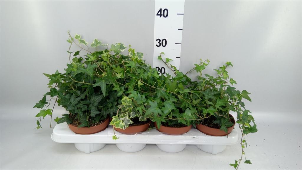 Горшечные цветы и растения оптом Hedera Mix от 8шт из Голландии с доставкой по России