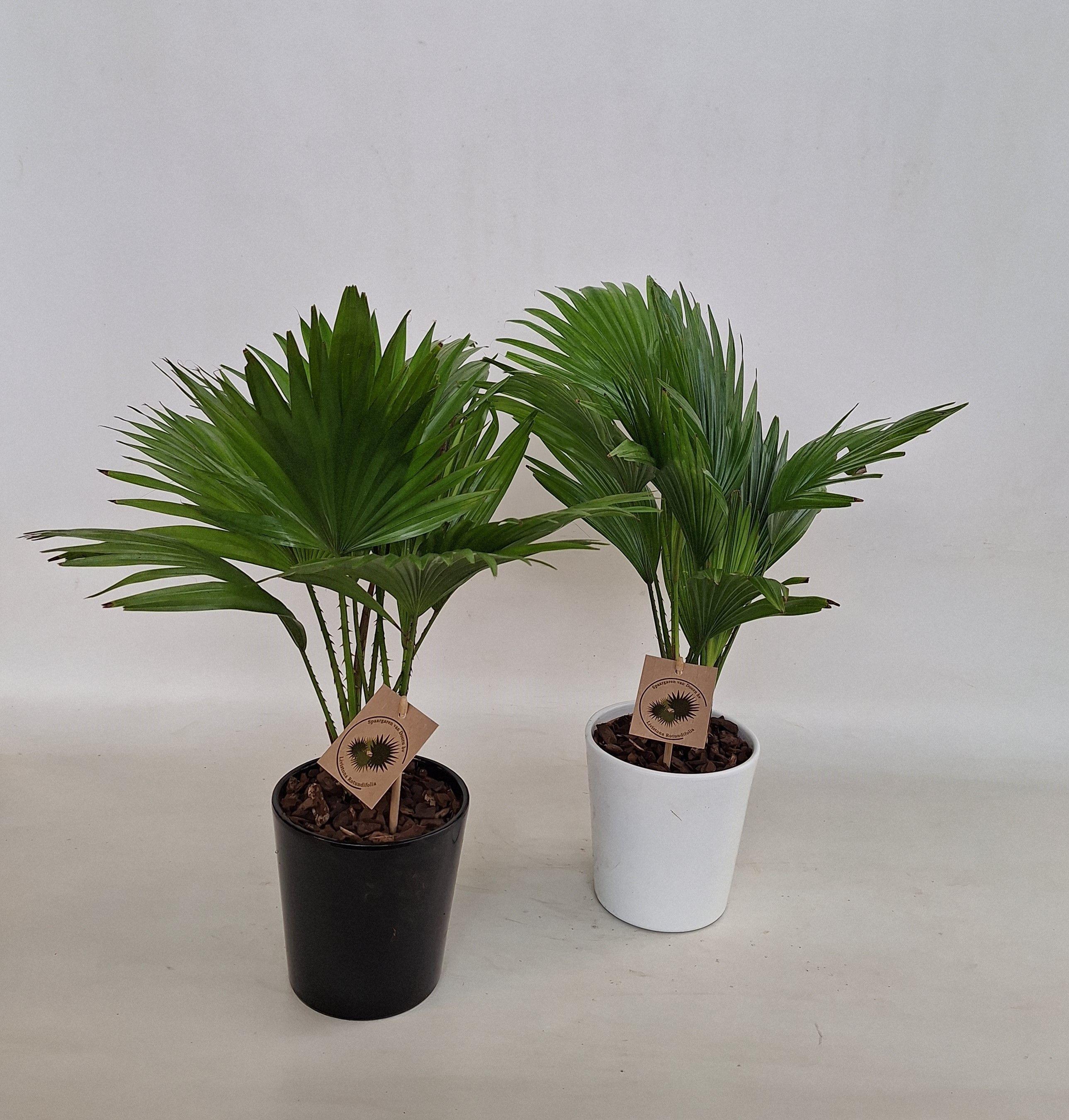 Горшечные цветы и растения оптом Livistona Rotundifol от 6шт из Голландии с доставкой по России