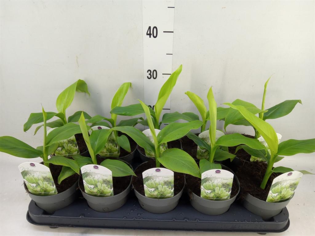 Горшечные цветы и растения оптом Musa Basjoo от 10шт из Голландии с доставкой по России