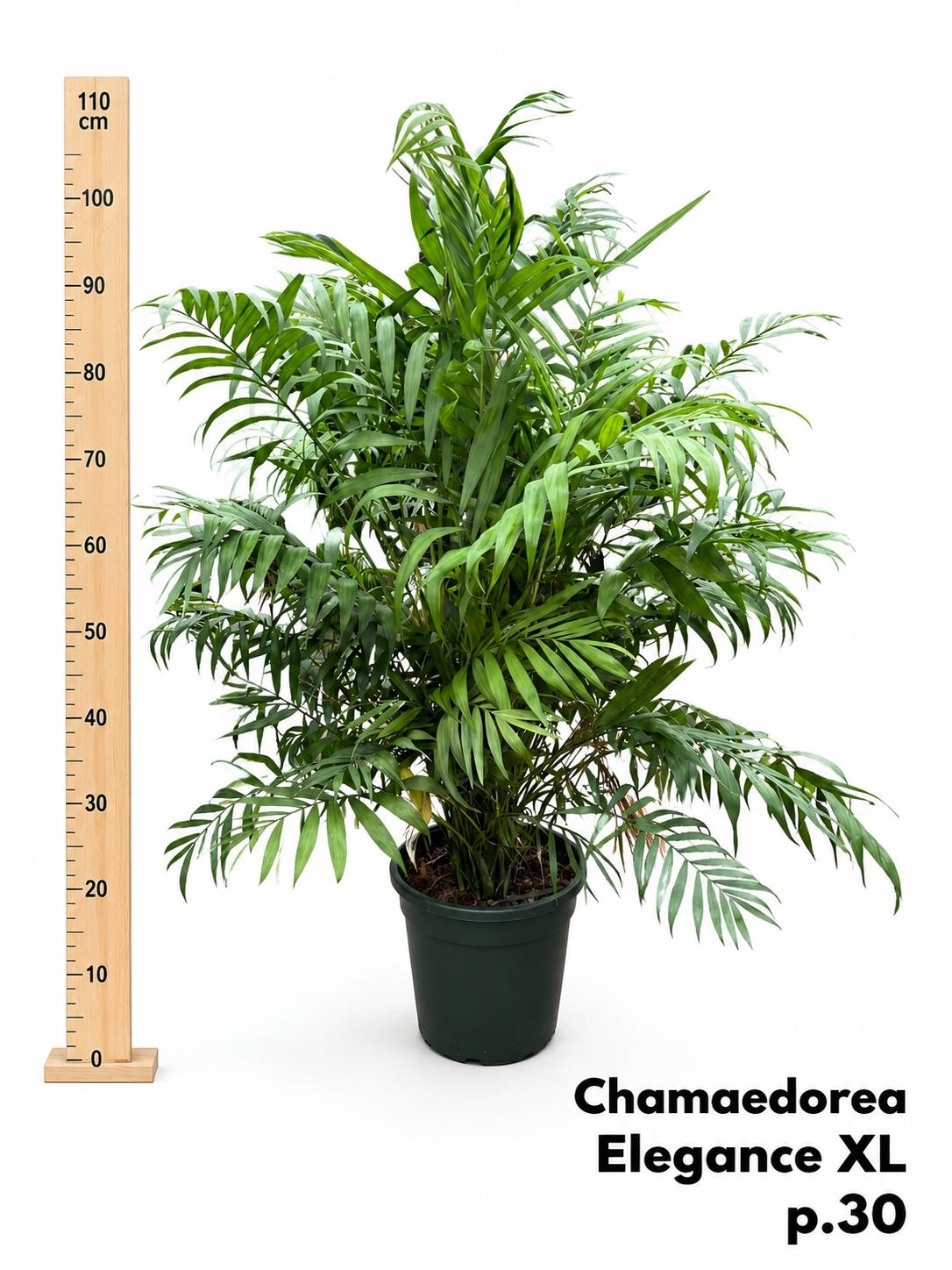 Горшечные цветы и растения оптом Chamaed Elegans от 1шт из Голландии с доставкой по России