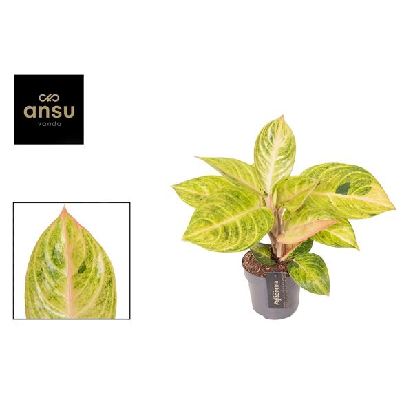 Горшечные цветы и растения оптом Aglaonema Peppermint Pink от 6шт из Голландии с доставкой по России