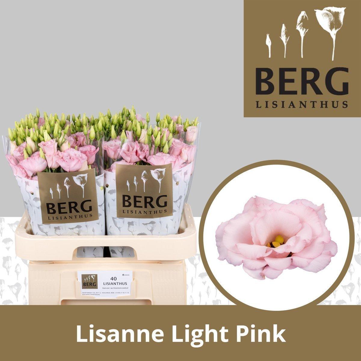 Срезанные цветы оптом Lisianthus do lisanne light pink от 40шт.. из Голландии с доставкой по России