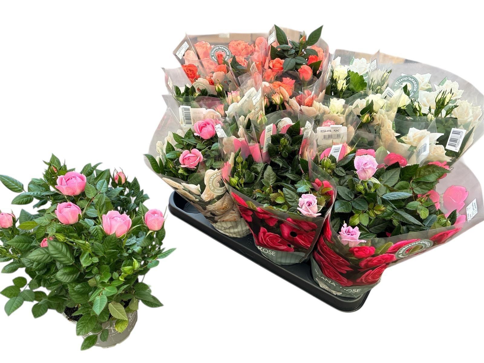 Горшечные цветы и растения оптом Ro Kordana Gem 5 Srt от 11шт из Голландии с доставкой по России