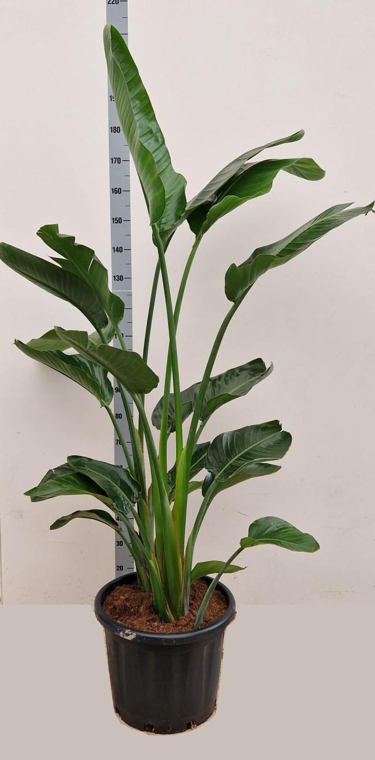 Горшечные цветы и растения оптом Strelitzia Nicolai от 1шт из Голландии с доставкой по России