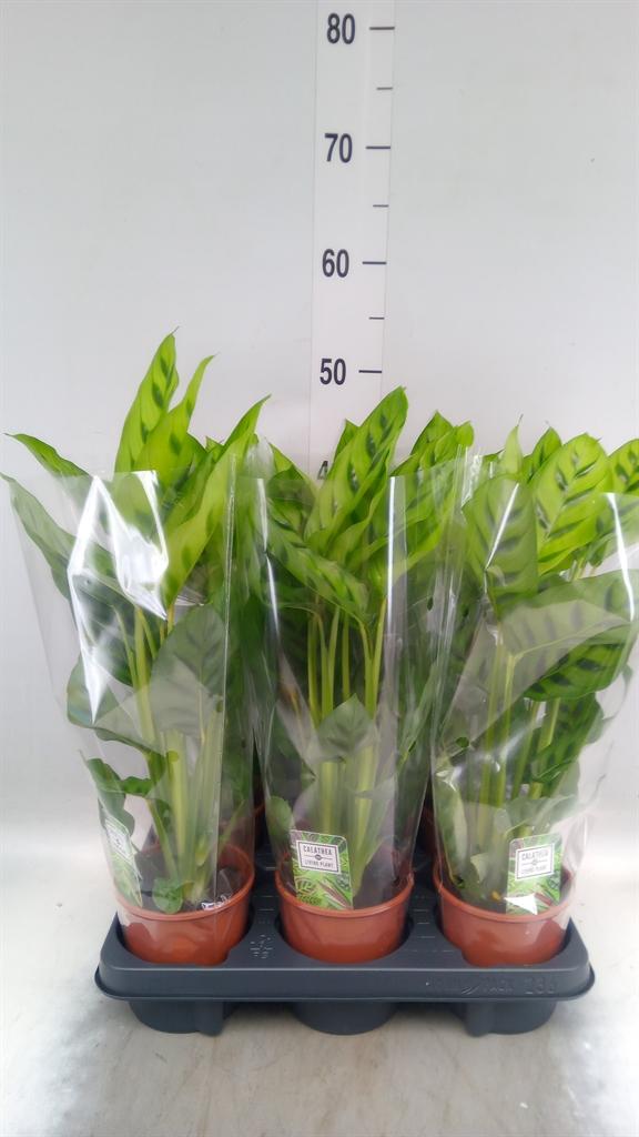 Горшечные цветы и растения оптом Calathea Leopardina от 6шт из Голландии с доставкой по России