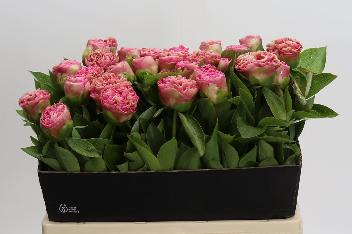 Срезанные цветы оптом Paeonia carnation bq от 30шт из Голландии с доставкой по России