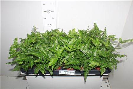 Горшечные цветы и растения оптом Athyrium Ov от 18шт из Голландии с доставкой по России