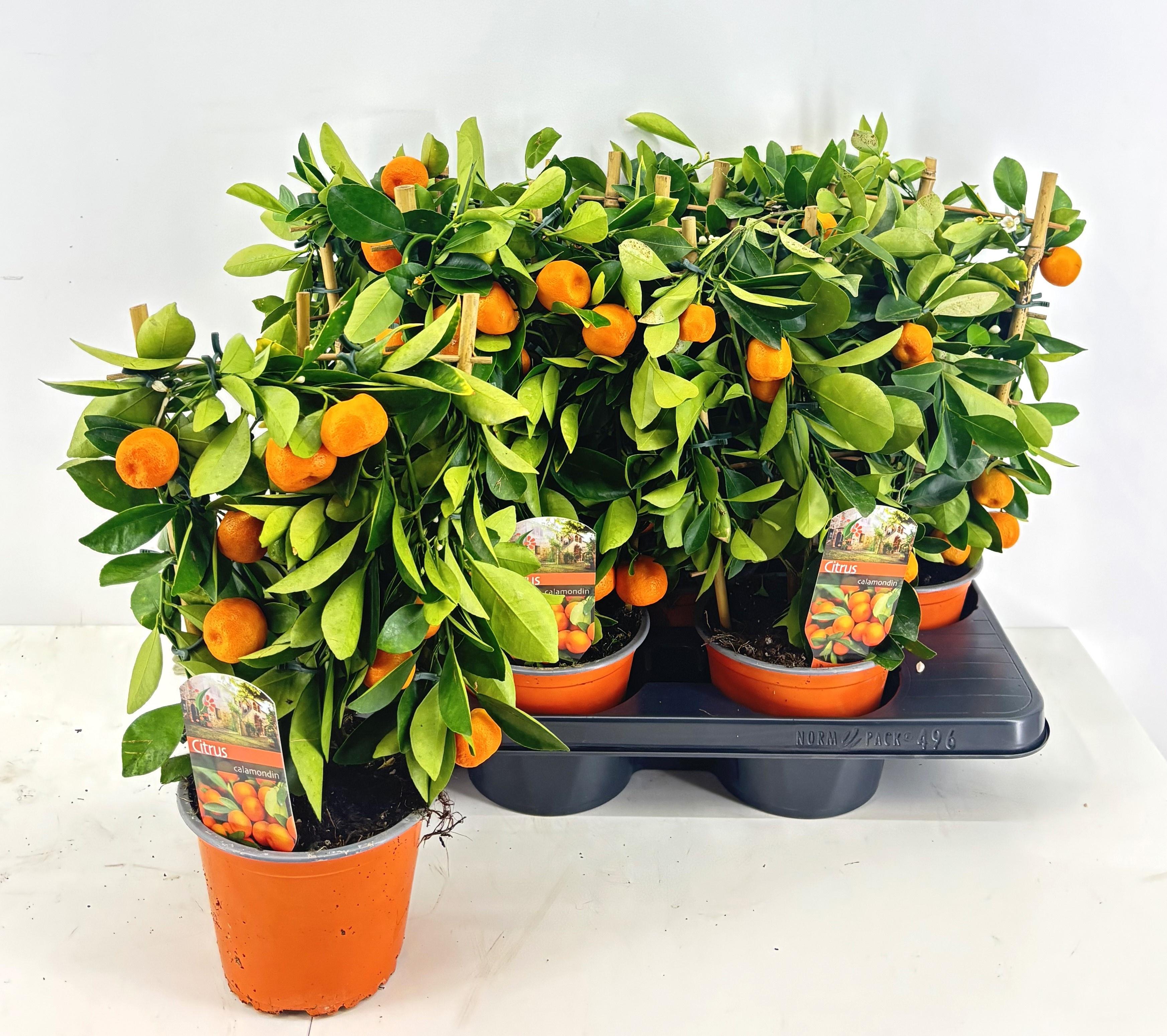 Горшечные цветы и растения оптом Citr Microcarpa от 6шт (для телеги) из Голландии с доставкой по России