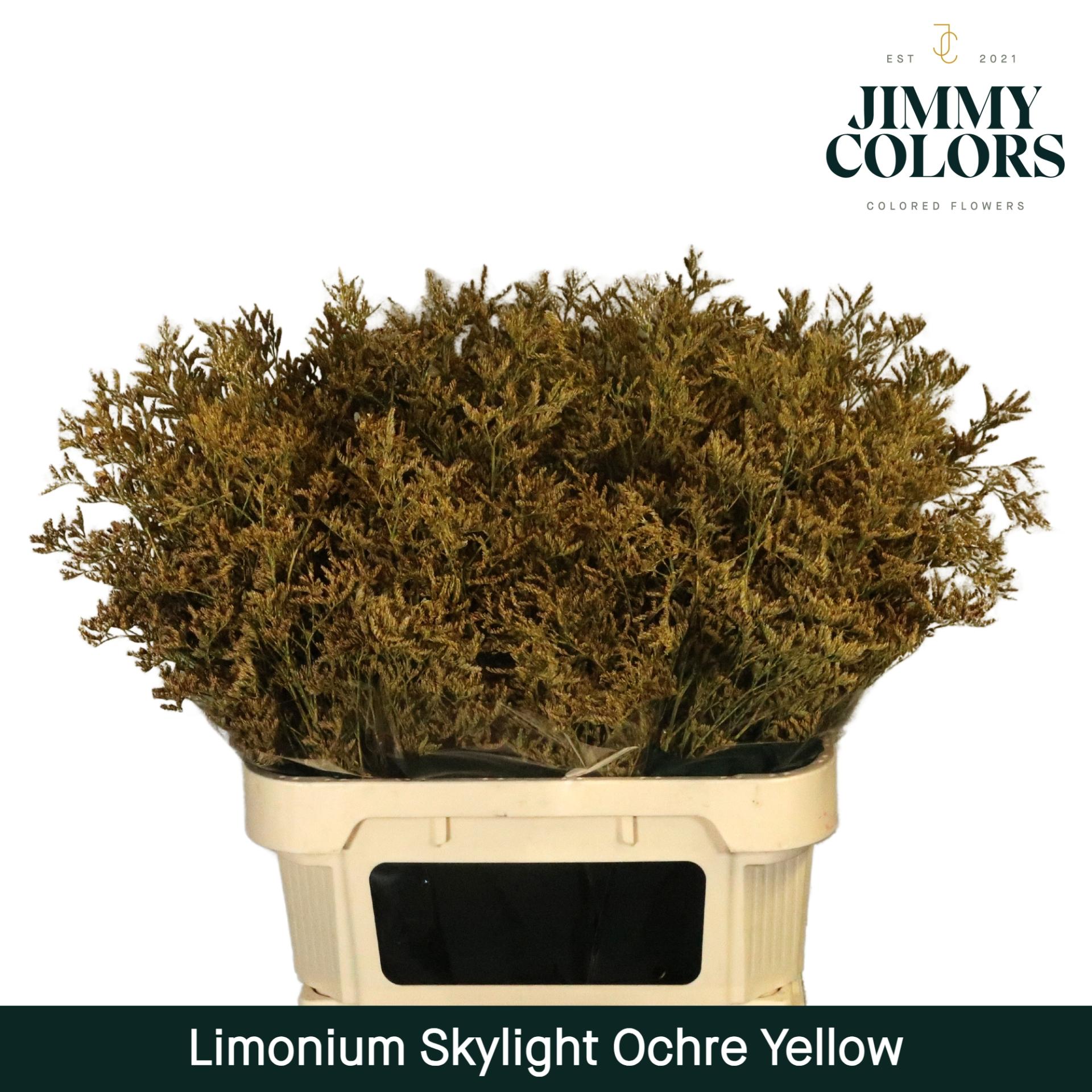 Срезанные цветы оптом Limonium paint yellow oker от 75шт из Голландии с доставкой по России