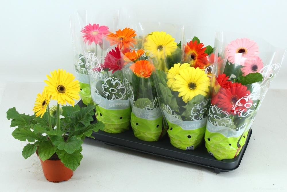 Горшечные цветы и растения оптом Ger Gem от 10шт (для телеги) из Голландии с доставкой по России
