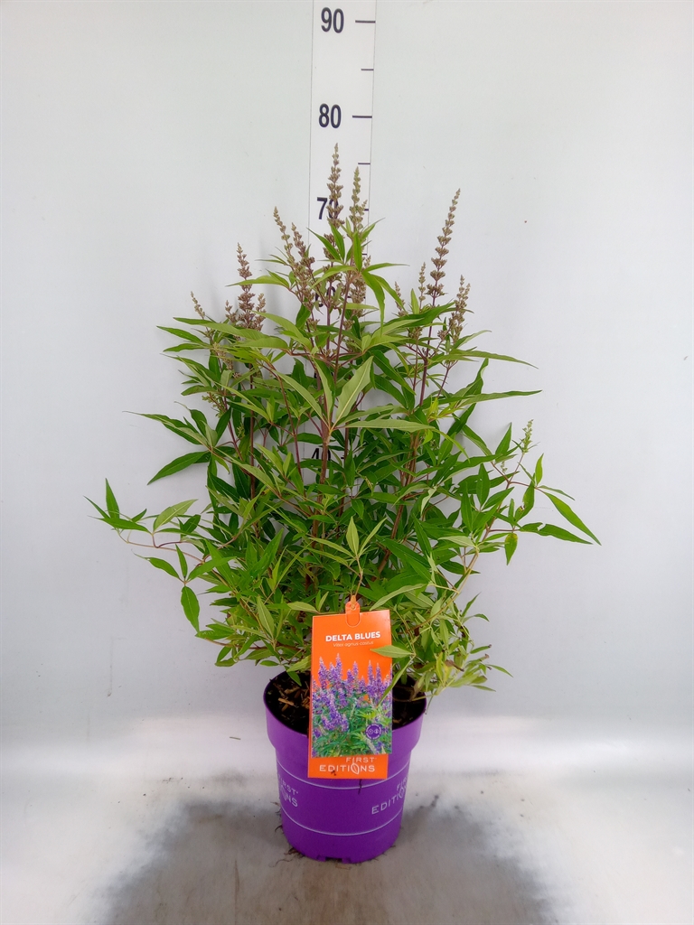 Горшечные цветы и растения оптом Vitex Agnus-castus от 1шт из Голландии с доставкой по России