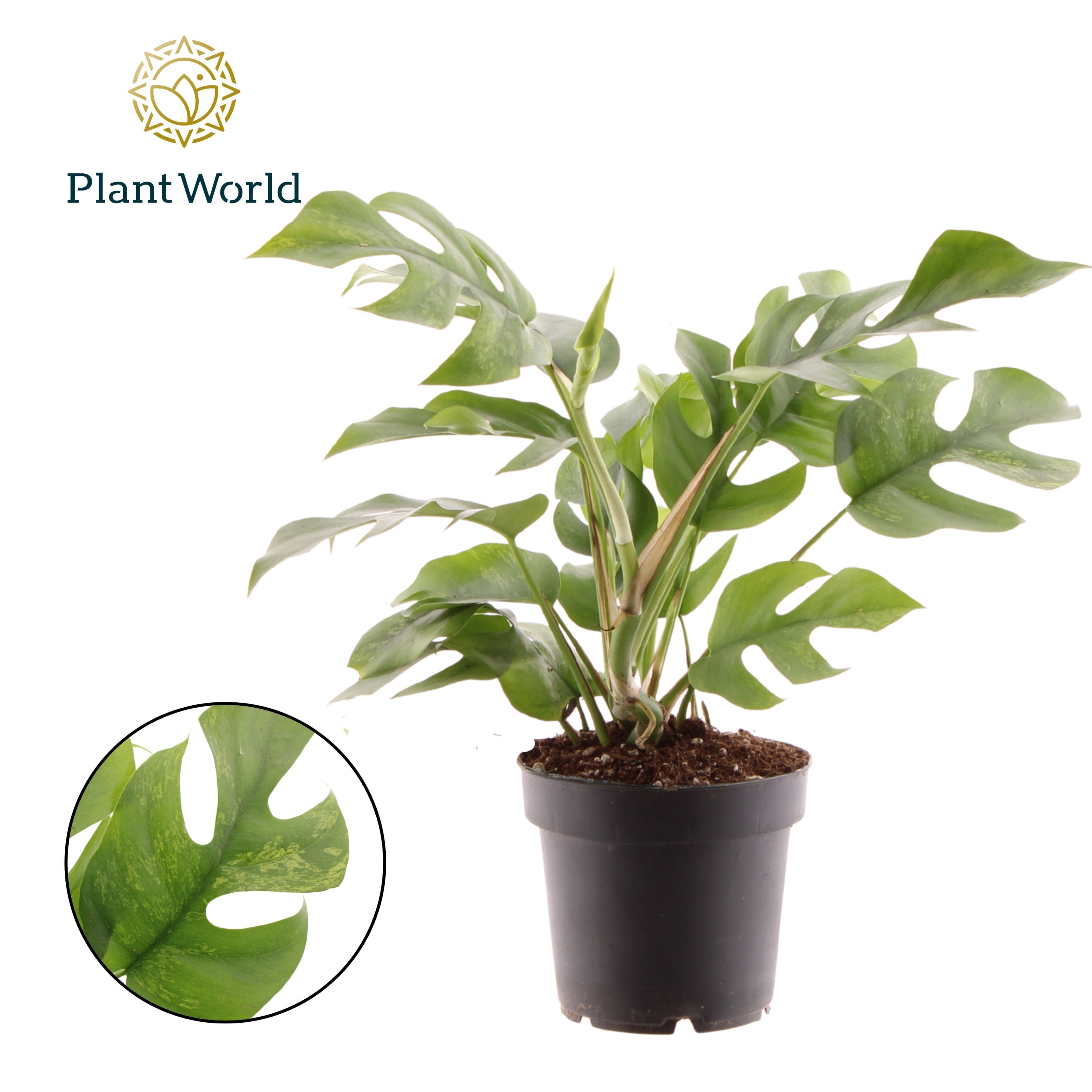 Горшечные цветы и растения оптом Rhaphidophora Tetrasperma Marmer от 6шт из Голландии с доставкой по России