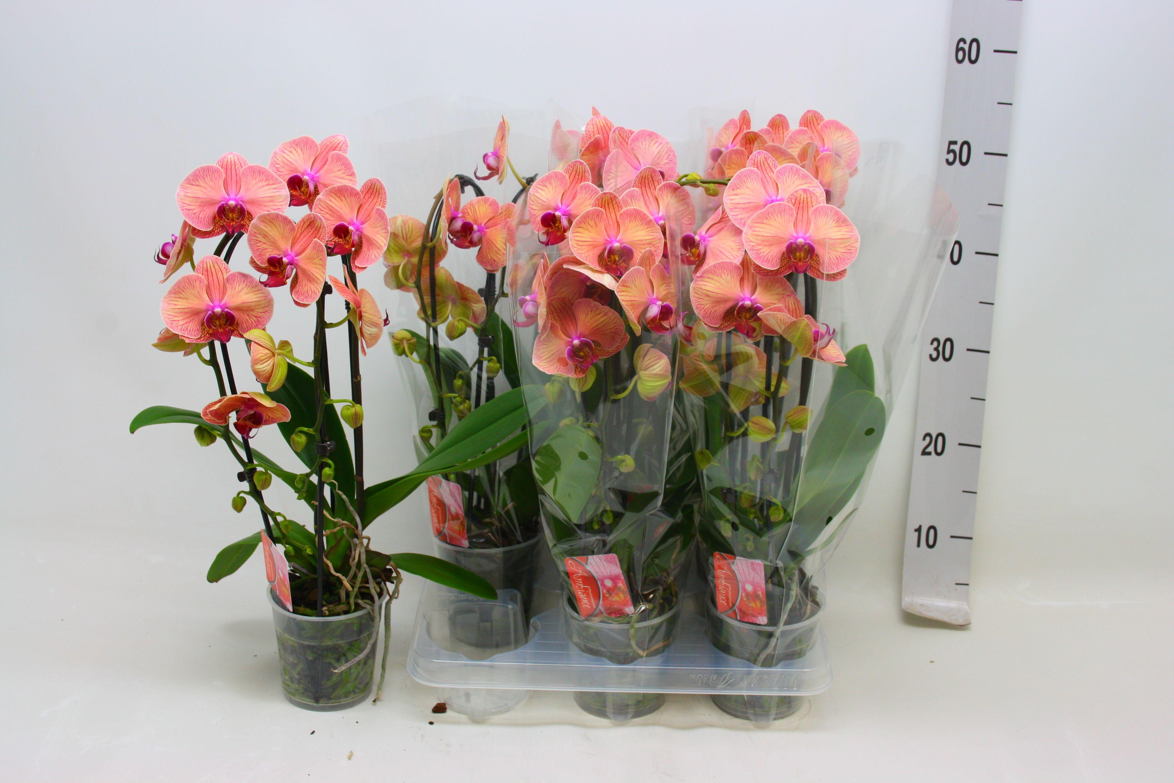 Горшечные цветы и растения оптом Phal El Cascade от 6шт из Голландии с доставкой по России