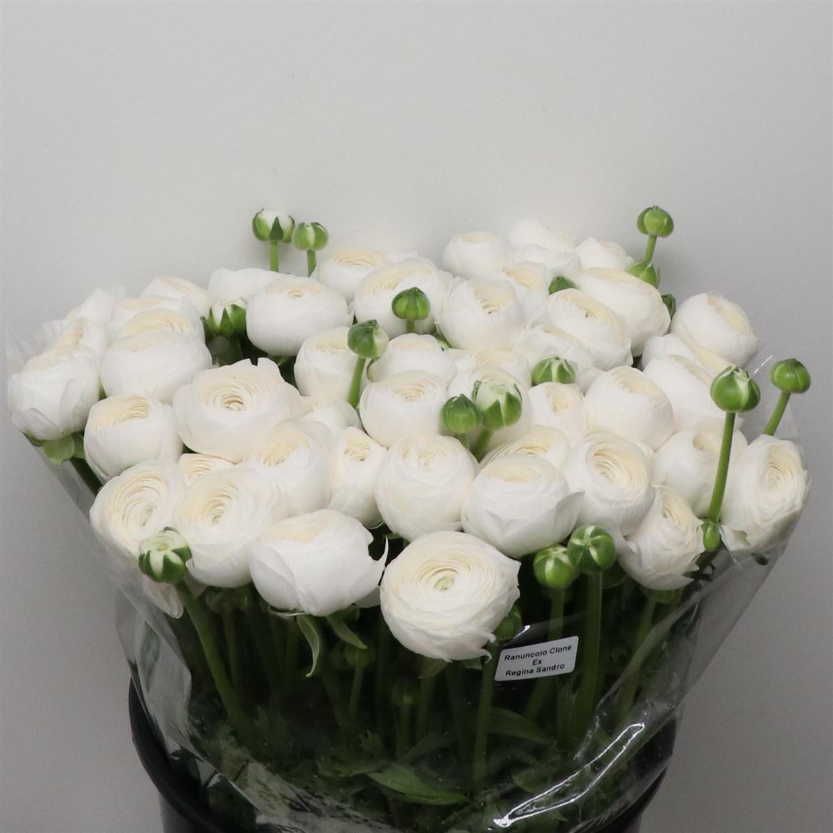 Срезанные цветы оптом Ranunculus succes polar white от 50шт из Голландии с доставкой по России