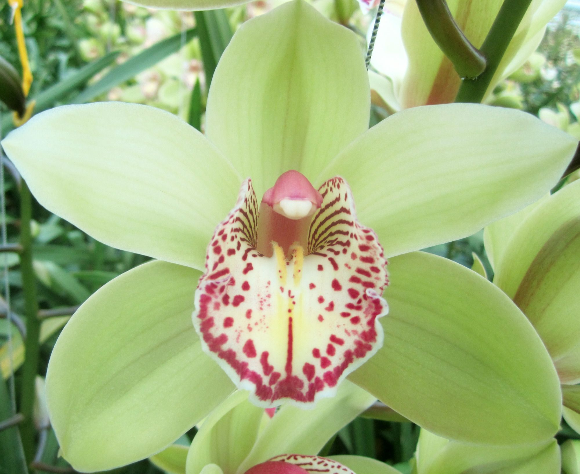 Срезанные цветы оптом Cymbidium green hans от 8шт из Голландии с доставкой по России