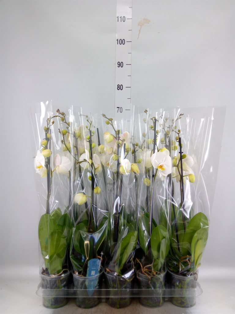 Горшечные цветы и растения оптом Phalaenopsis   ...white от 10шт из Голландии с доставкой по России