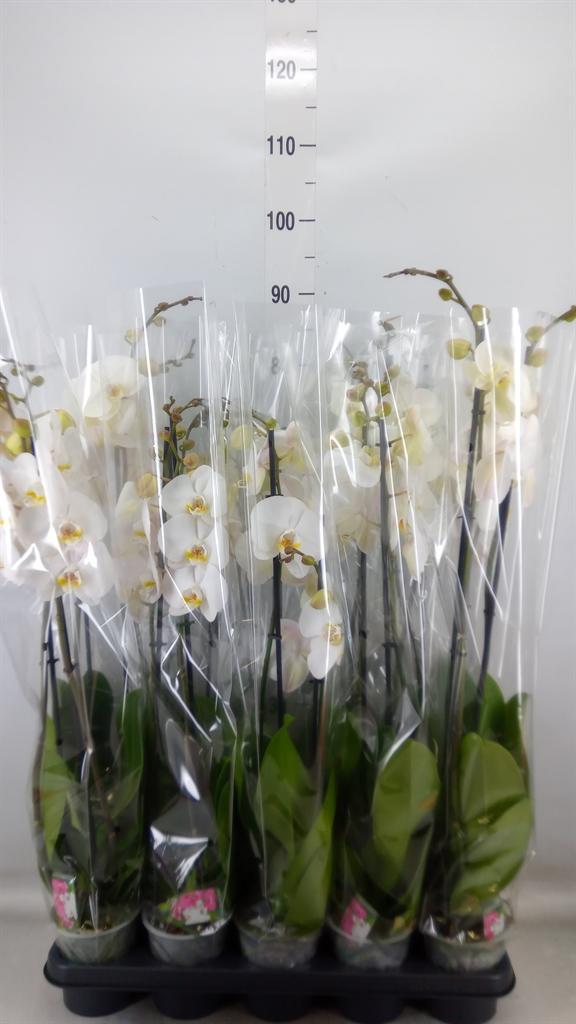 Горшечные цветы и растения оптом Phalaenopsis   ...white от 10шт из Голландии с доставкой по России