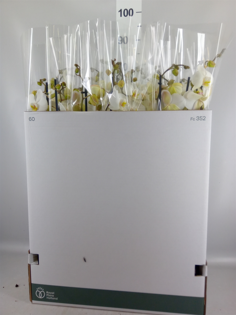 Горшечные цветы и растения оптом Phalaenopsis ...white от 12шт из Голландии с доставкой по России