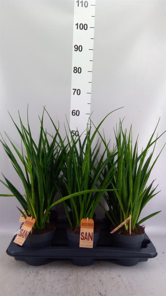 Горшечные цветы и растения оптом Sansevieria Kirkii friends от 6шт из Голландии с доставкой по России