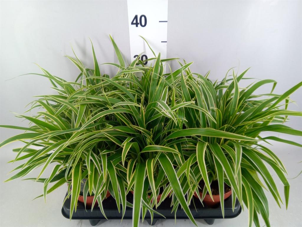 Горшечные цветы и растения оптом Chlorophytum Laxum от 6шт из Голландии с доставкой по России