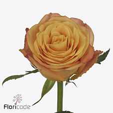 Срезанные цветы оптом Rosa la sunflare от 60шт из Голландии с доставкой по России