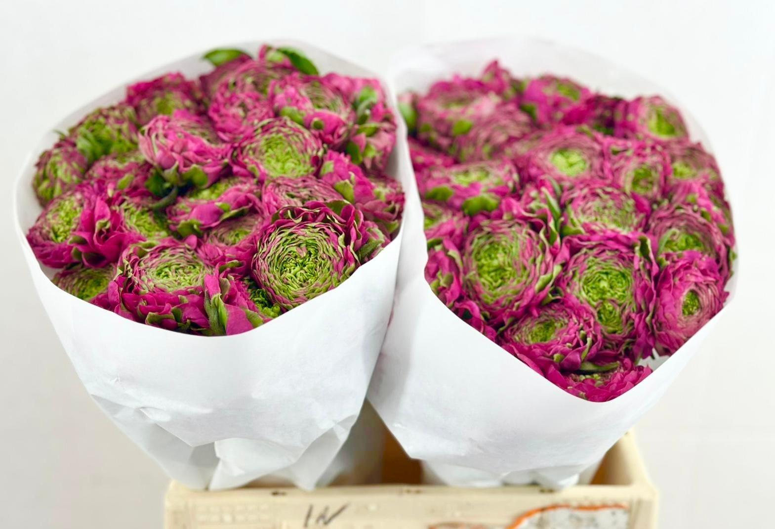 Срезанные цветы оптом Ranunculus pon pon aladdin от 60шт из Голландии с доставкой по России