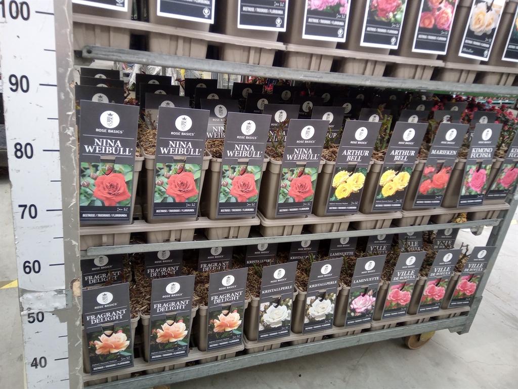 Горшечные цветы и растения оптом Rosa Fl  ... от 6шт из Голландии с доставкой по России