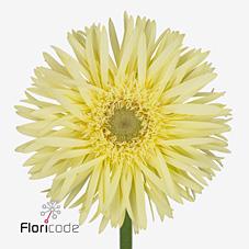 Срезанные цветы оптом Germini gerspider moonlight от 80шт из Голландии с доставкой по России