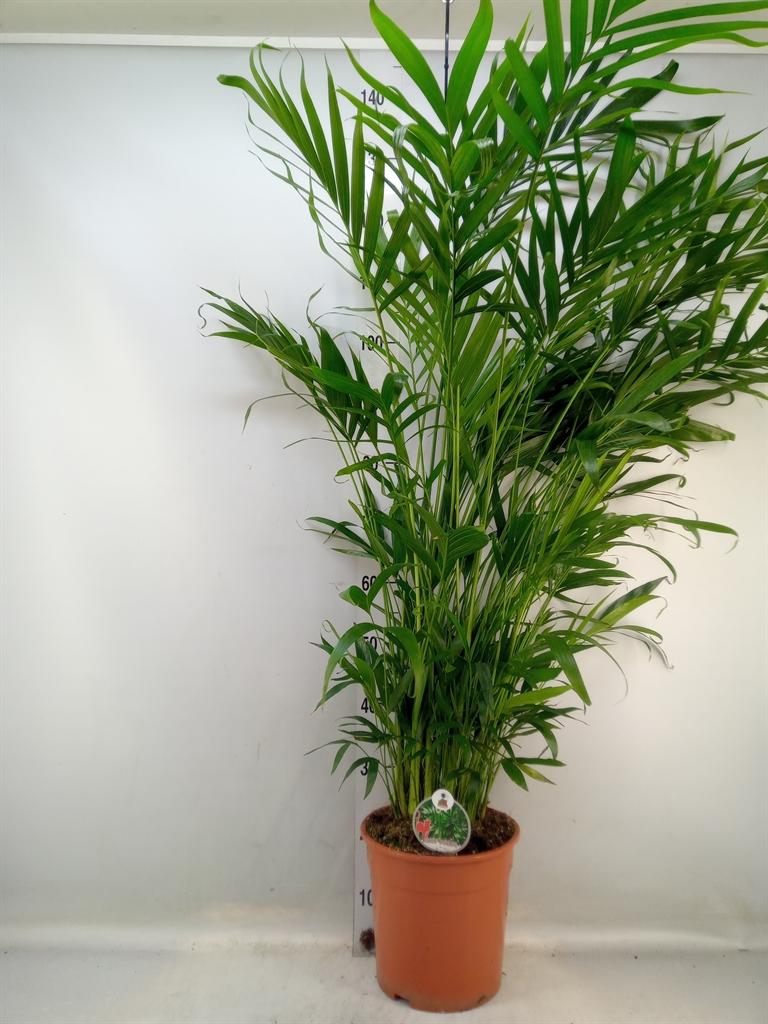 Горшечные цветы и растения оптом Chamaedorea Cataractarum от 1шт из Голландии с доставкой по России