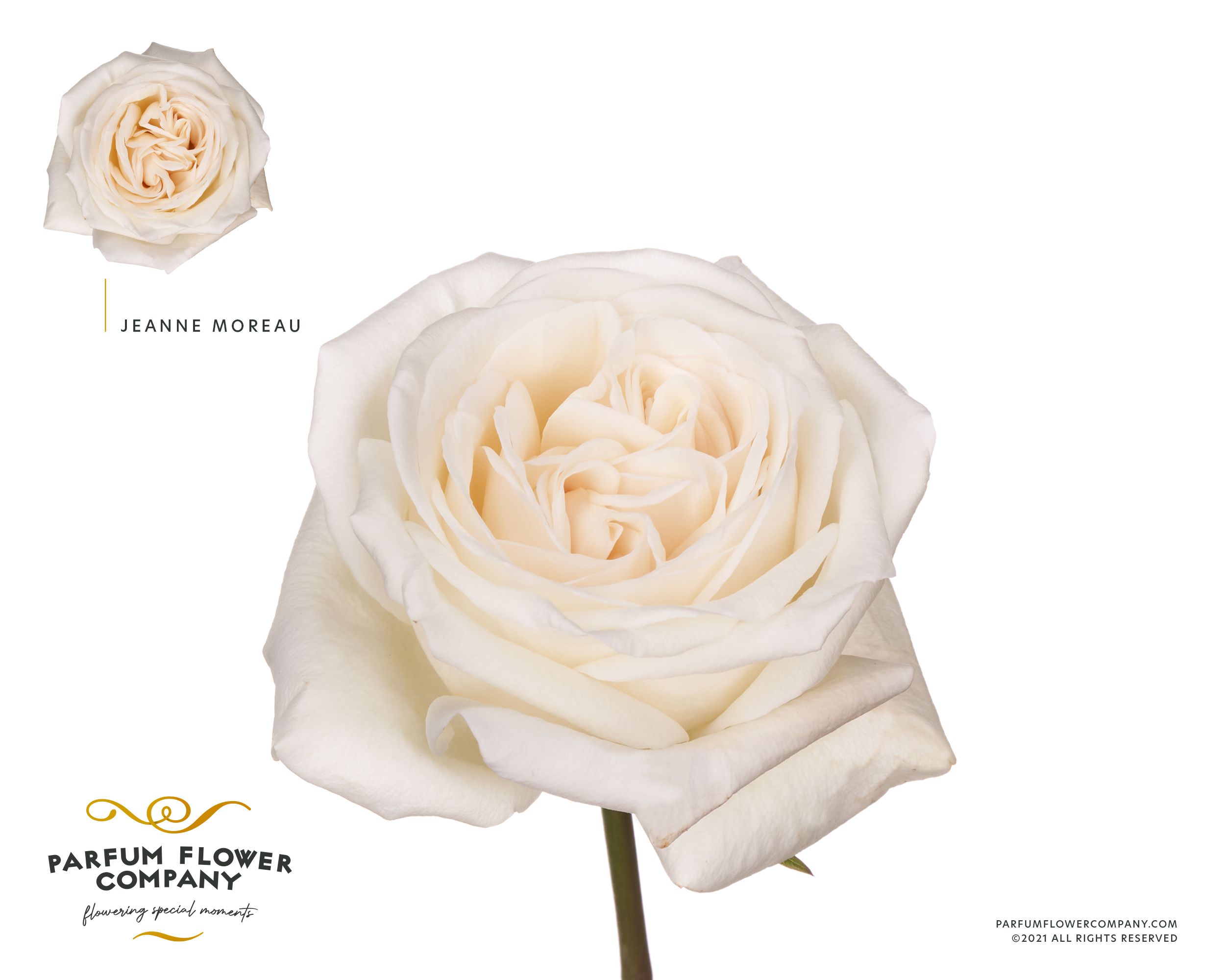 Срезанные цветы оптом Rosa garden jeanne moreau от 24шт из Голландии с доставкой по России