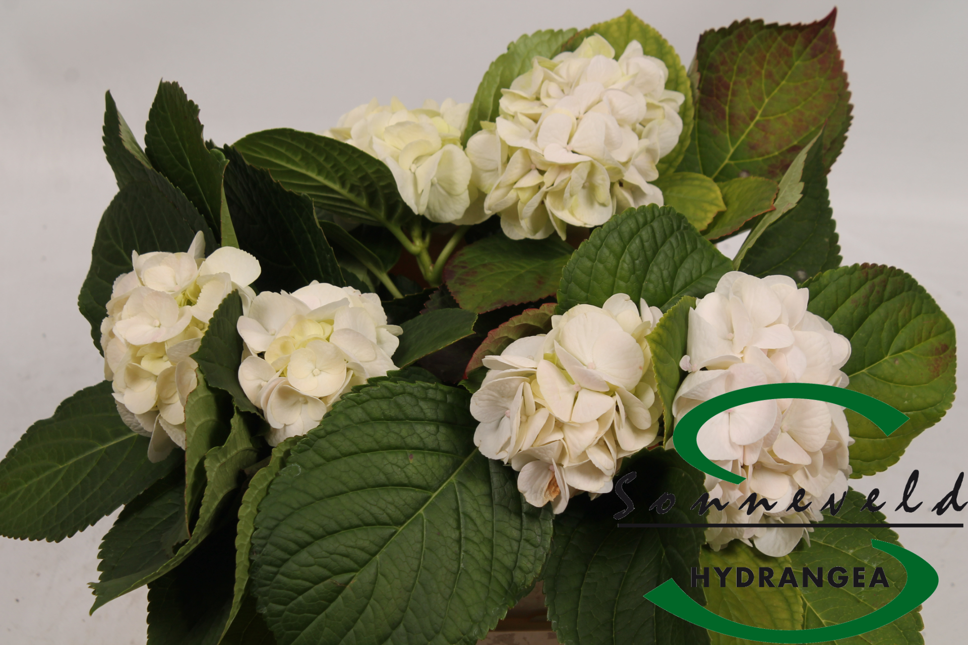 Срезанные цветы оптом Hydrangea white pink от 6шт из Голландии с доставкой по России