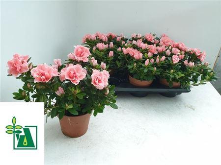 Горшечные цветы и растения оптом Azalea Thesla Pink от 6шт из Голландии с доставкой по России