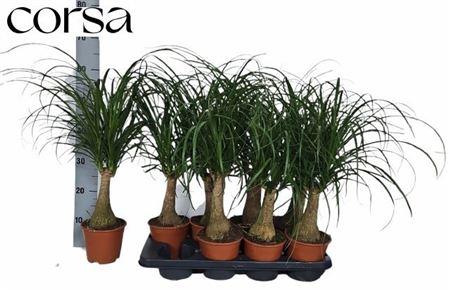 Горшечные цветы и растения оптом Beaucarnea Recur от 8шт из Голландии с доставкой по России