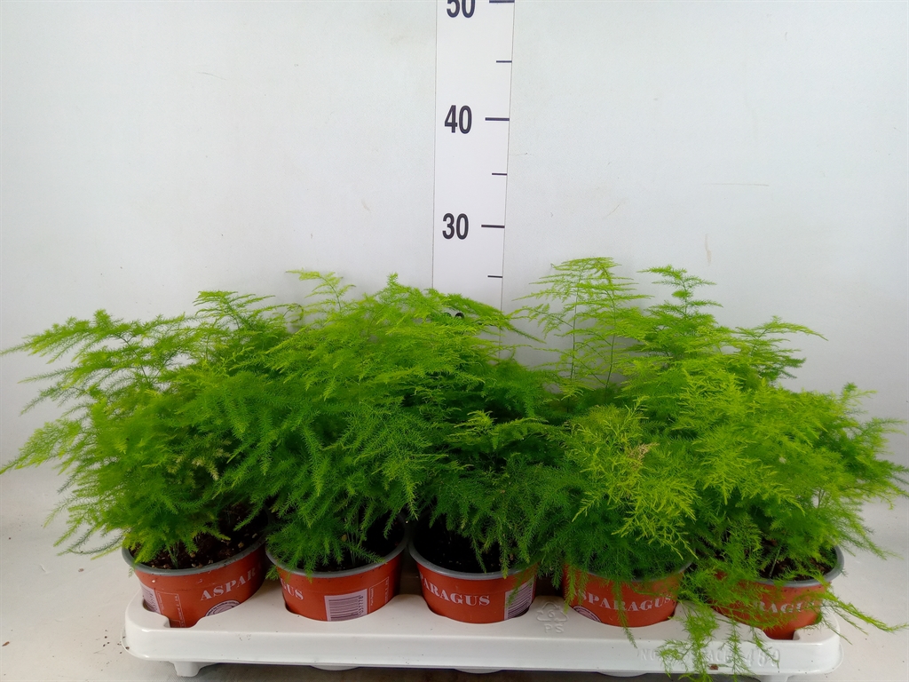 Горшечные цветы и растения оптом Asparagus Setaceus от 10шт из Голландии с доставкой по России