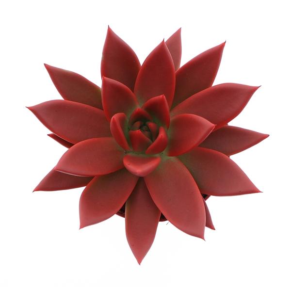 Горшечные цветы и растения оптом Echeveria Rainbow Red от 12шт (для телеги) из Голландии с доставкой по России