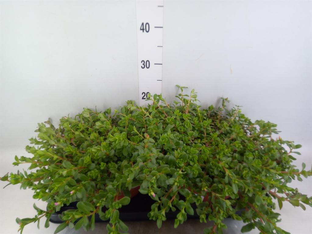 Горшечные цветы и растения оптом Portulaca   ... от 2шт из Голландии с доставкой по России
